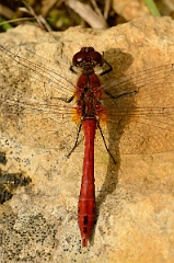David Plant Photography - Wildlife Photography - Ruddy darter - E